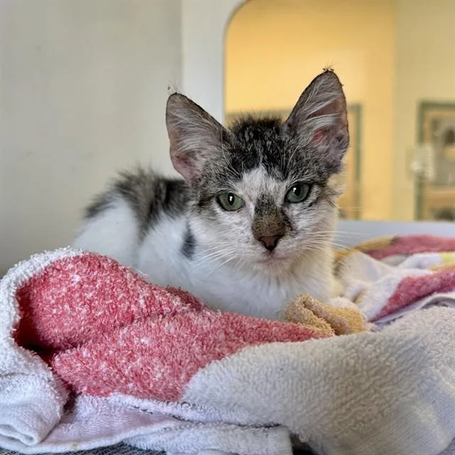 A baby small-sized female Domestic Short Hair cat named Mango for adoption in Riverside, CA