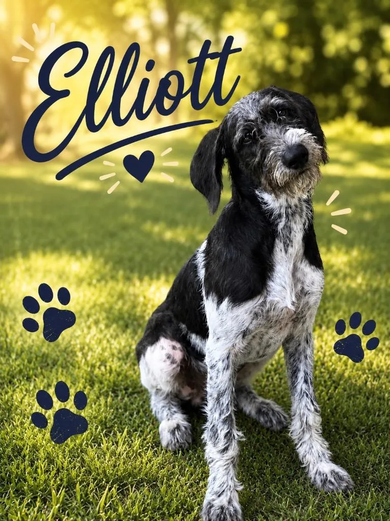 Elliot thumbnail 2