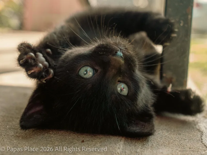 A baby small-sized male Domestic Short Hair cat named Sparky for adoption in Mexico, MO