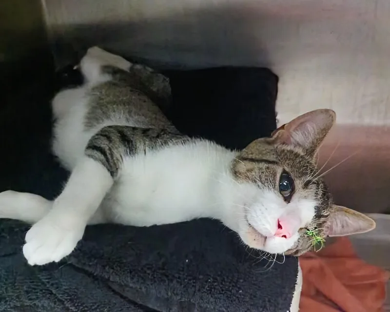 A baby large-sized male Tabby (Gray / Blue / Silver) Domestic Short Hair cat named Jaws for adoption in Springfield, IL