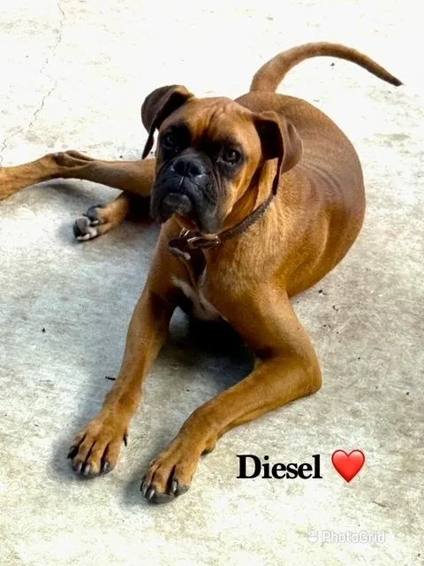 A young medium-sized male Yellow / Tan / Blond / Fawn Boxer dog named Diesel X for adoption in Hewitt, TX