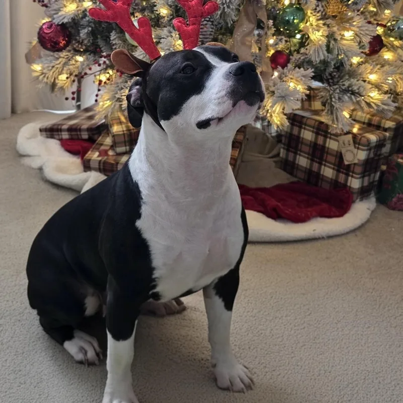 A young medium-sized female Pit Bull Terrier dog named Athena for adoption in Krum, TX