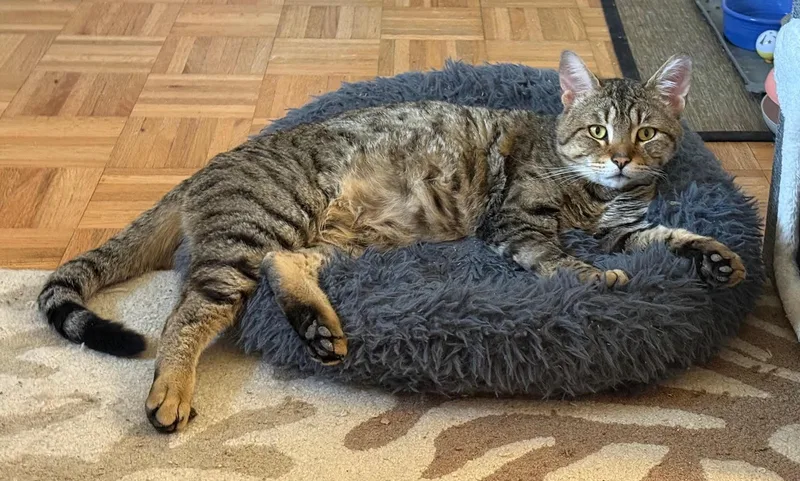 An adult large-sized male Tabby cat named Oscar for adoption
