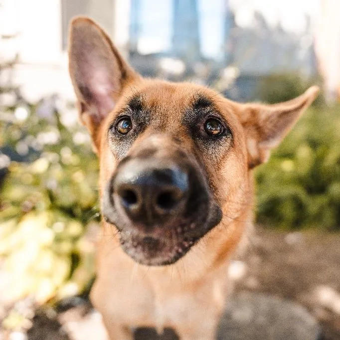 An adult large-sized female German Shepherd Dog dog named Yassandra for adoption in Newberg, OR