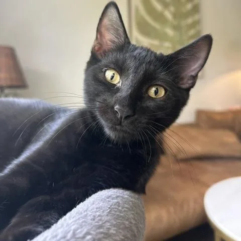 A baby medium-sized male Black Domestic Short Hair cat named Figaro for adoption in Jupiter, FL