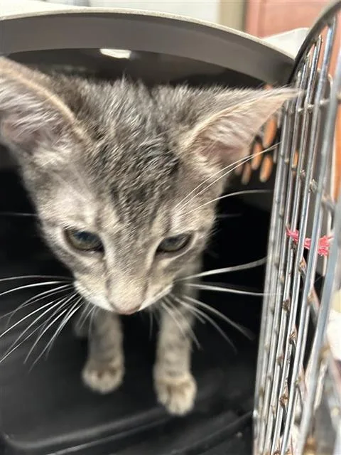 A baby small-sized male Domestic Short Hair cat named Chevy for adoption in San Antonio, TX