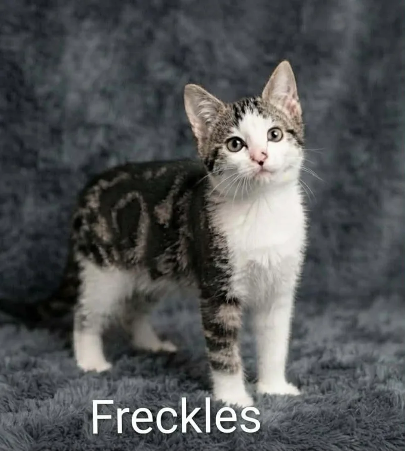 A baby medium-sized female White Tabby cat named Freckles for adoption in Wyandotte, MI