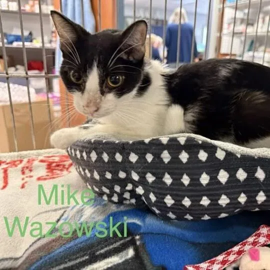 A young small-sized male Black Domestic Short Hair cat named Mike Wazowski for adoption in Richmond, IN