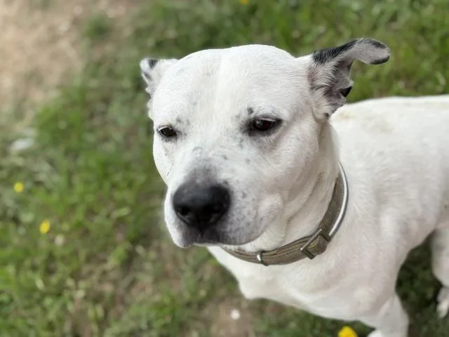 An adult large-sized male Pit Bull Terrier dog named Gopher for adoption in Tulsa, OK