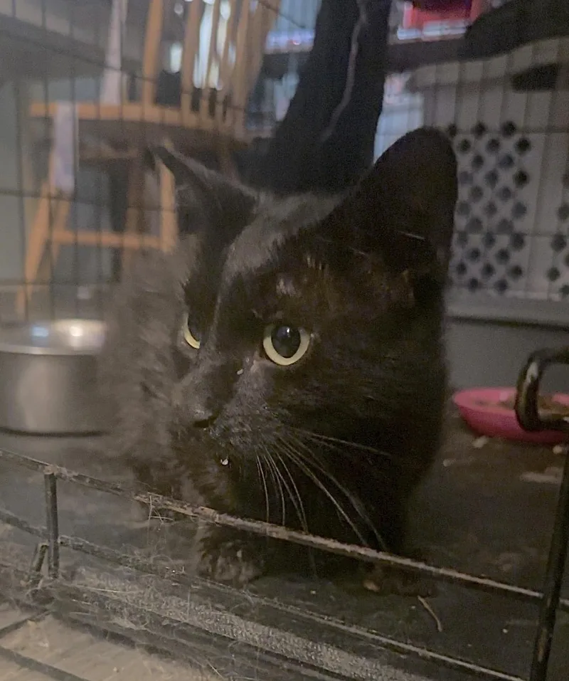 An adult medium-sized female Black American Shorthair cat named Bastet for adoption in Salisbury Mills, NY