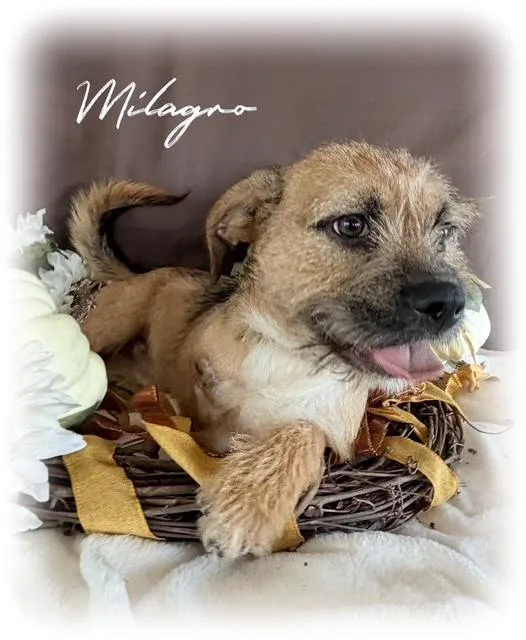 A young small-sized male Black Brussels Griffon dog named Milagro for adoption in Tulsa, OK
