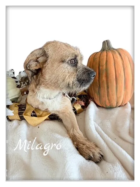 Milagro thumbnail 2