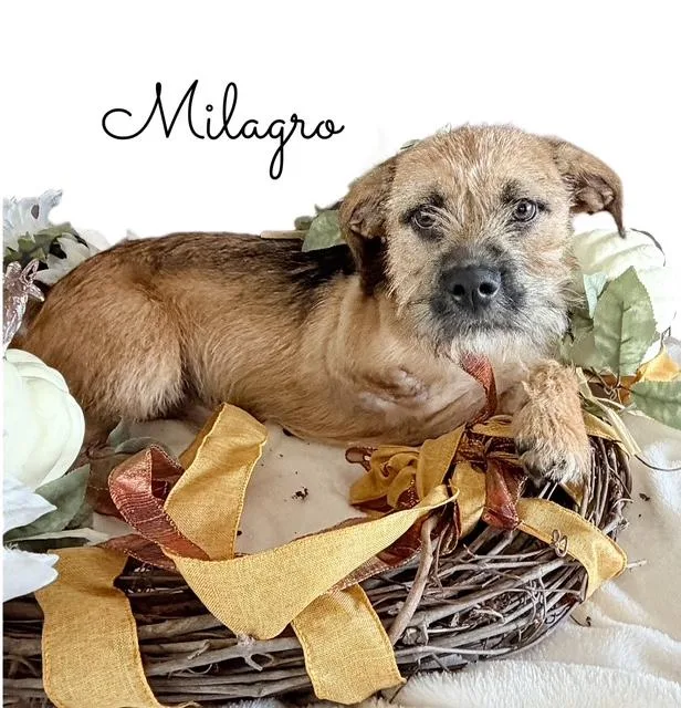 Milagro thumbnail 3