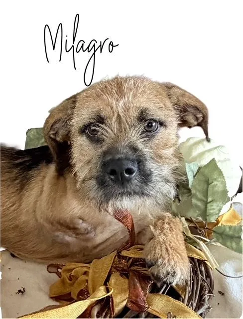 Milagro thumbnail 4