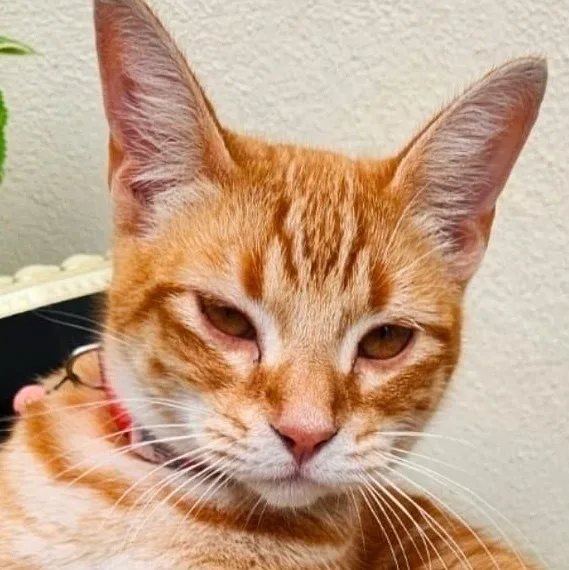 A baby medium-sized male Orange & White Tabby cat named Bubbles for adoption in New York, NY