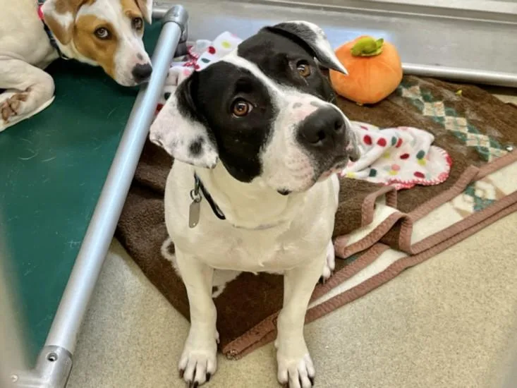 A young medium-sized female American Staffordshire Terrier dog named Mancha for adoption in Chapel Hill, NC
