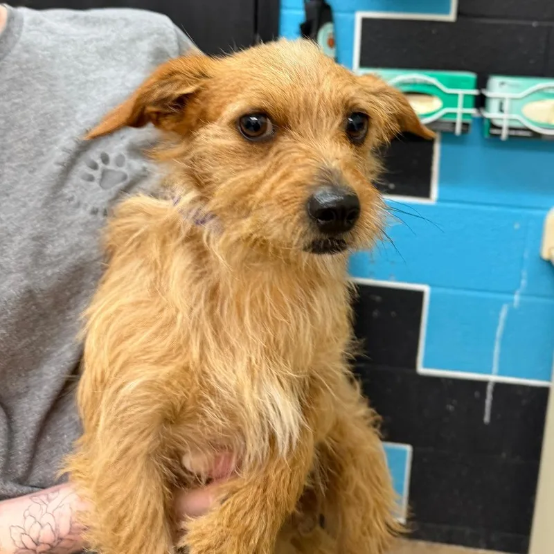 An adult small-sized male Yellow / Tan / Blond / Fawn Terrier dog named Jayz for adoption in Ardmore, OK