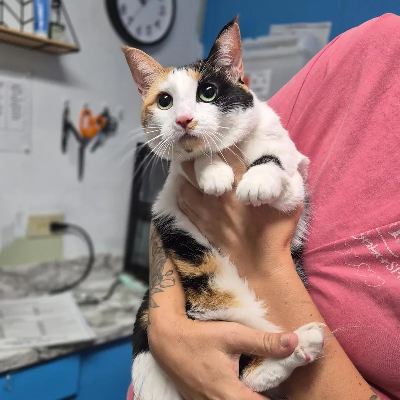 A senior large-sized female Calico Domestic Short Hair cat named Haylie for adoption in Wahiawa, HI