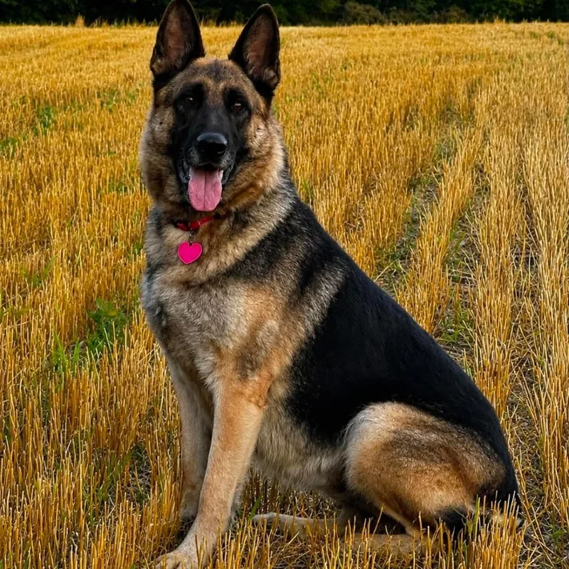 An adult large-sized female Black German Shepherd Dog dog named Nancy for adoption in New Ringgold, PA