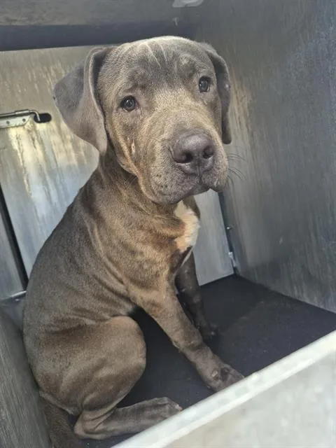 A young medium-sized male American Staffordshire Terrier dog named Bay for adoption in San Antonio, TX