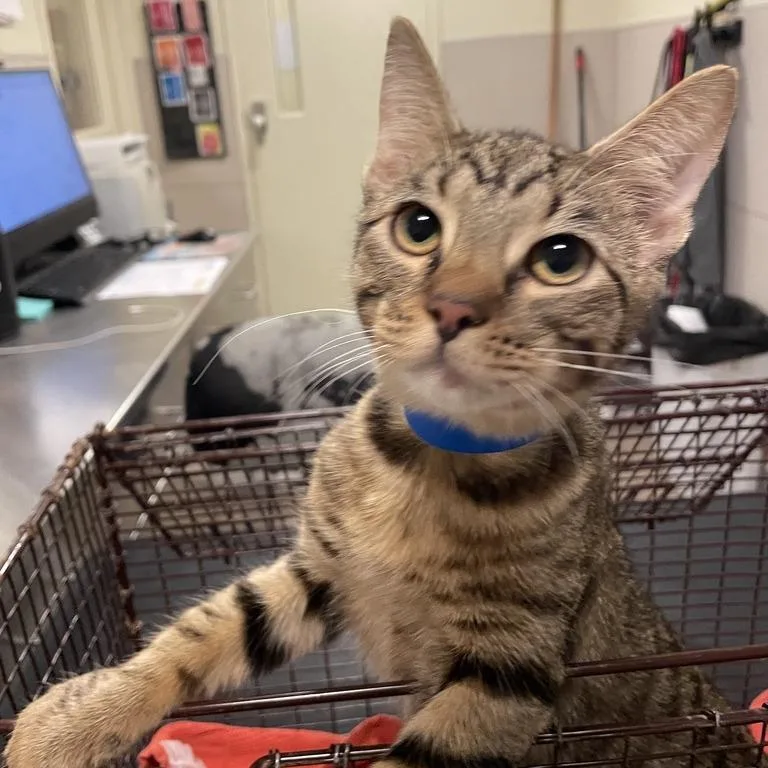 A young medium-sized male Brown / Chocolate Domestic Short Hair cat named Peg for adoption in Chicago, IL