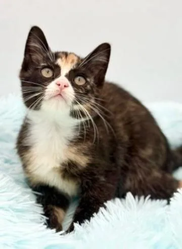A baby medium-sized female Calico cat named Dewdrop for adoption in Covington, LA