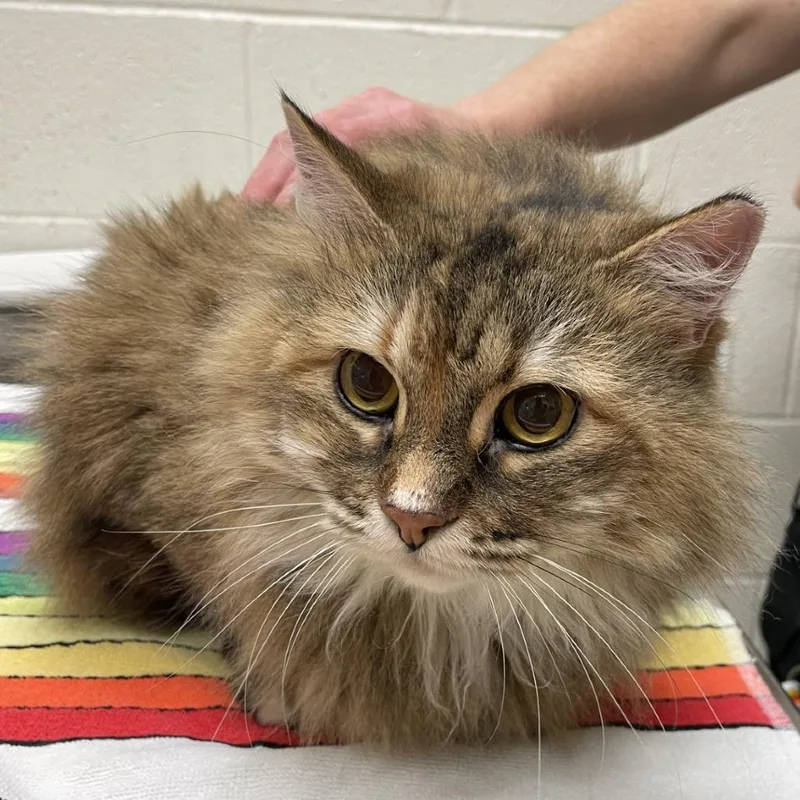 An adult large-sized female Brown / Chocolate Domestic Long Hair cat named Mittens for adoption in Murray, UT