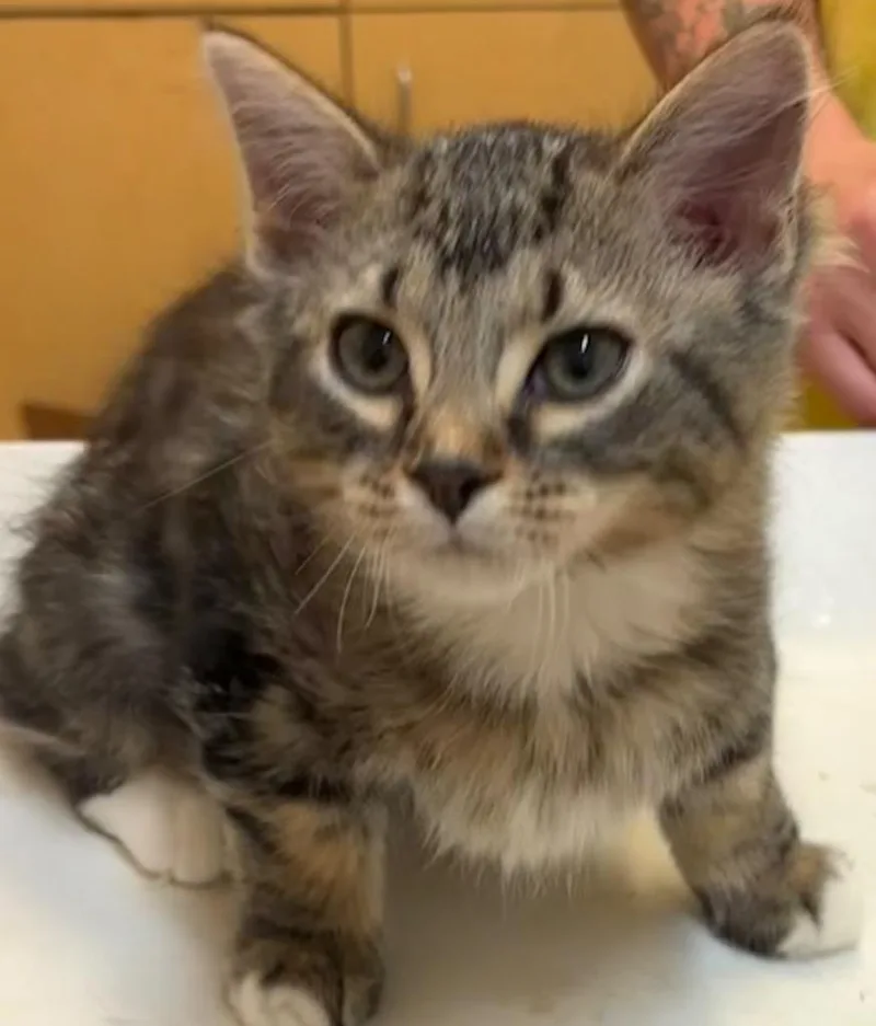 A baby small-sized female Domestic Medium Hair cat named Maizey for adoption in Elizabethton, TN