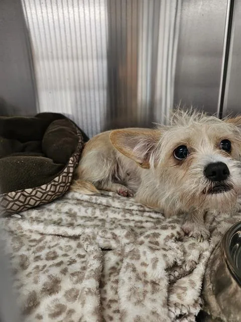 An adult small-sized female Welsh Terrier dog named Creamy for adoption in Fort Lauderdale, FL