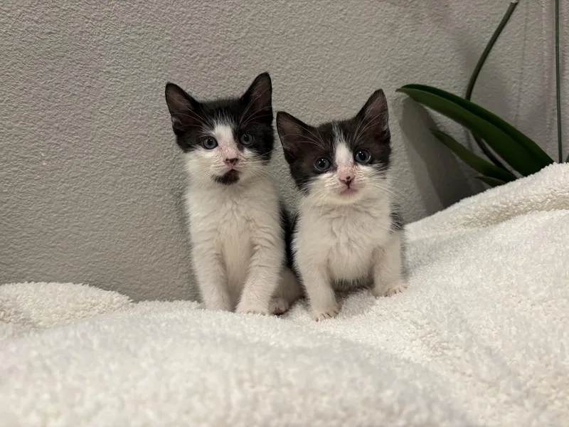 A baby medium-sized female Black & White / Tuxedo Domestic Short Hair cat named Panda for adoption in Davis, CA