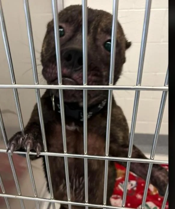 A young medium-sized male Pit Bull Terrier dog named Skunk for adoption in Toledo, OH