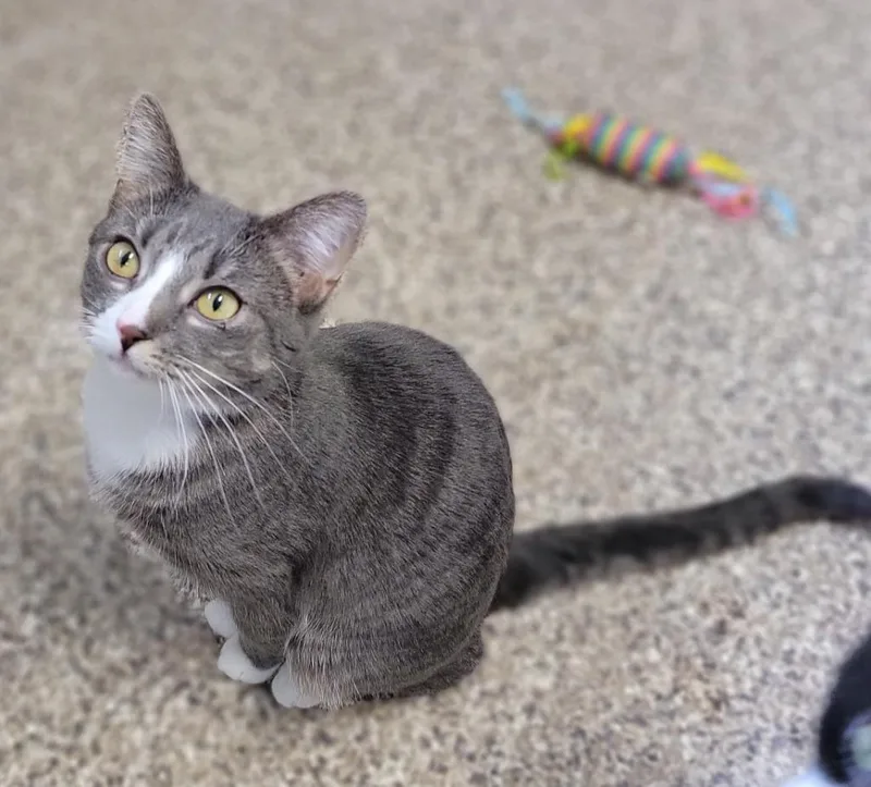 An adult small-sized female Domestic Short Hair cat named Frosty McMittens for adoption in Fremont, OH