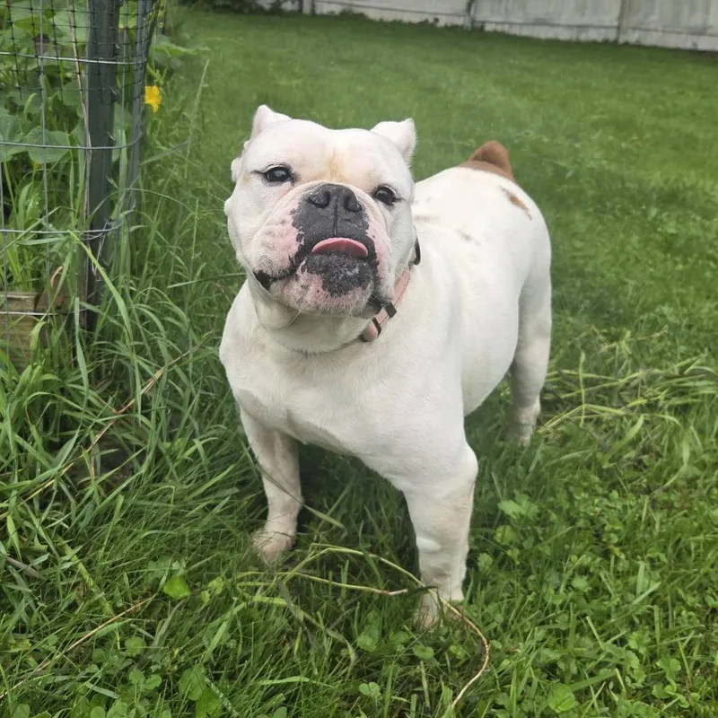 An adult medium-sized female White / Cream English Bulldog dog named Lydia for adoption in Huber Heights, OH