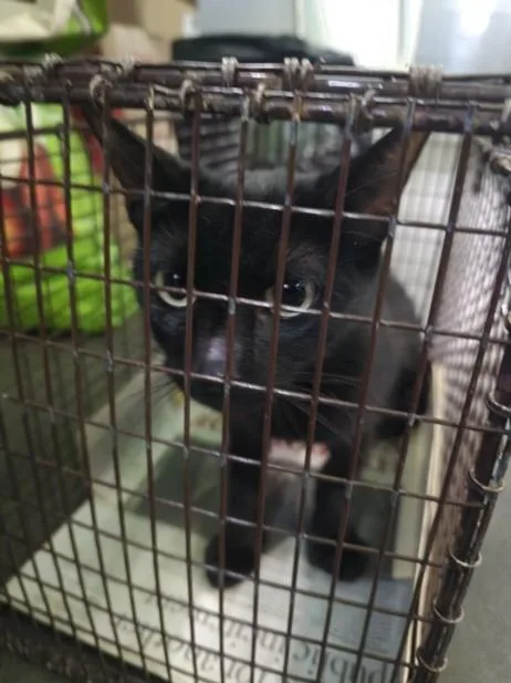 An adult small-sized female Domestic Short Hair cat named Boom Boom for adoption in Los Angeles, CA