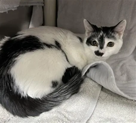 A young medium-sized female Domestic Short Hair cat named Bissa Belle for adoption in Derwood, MD