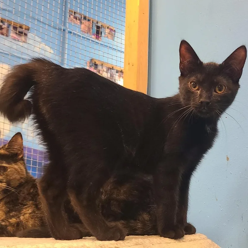 A young small-sized female Black Domestic Short Hair cat named Miss Boo for adoption in Frederick, MD