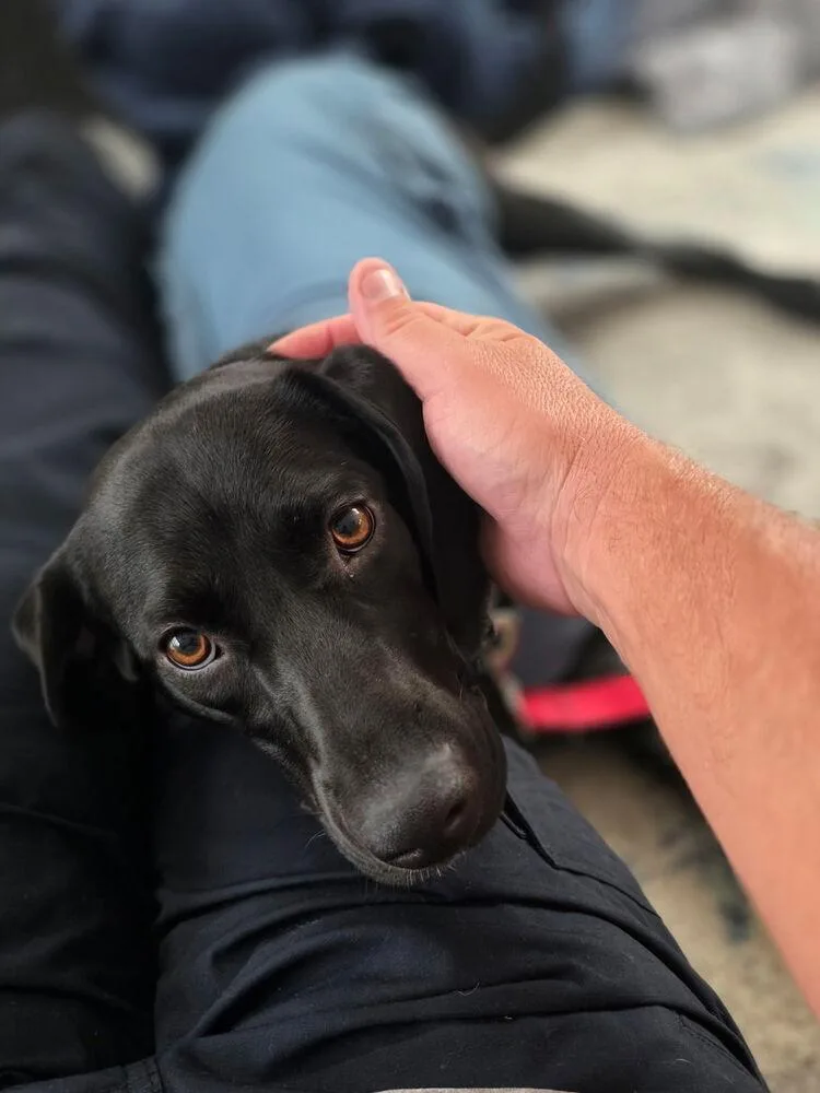 A young medium-sized female Labrador Retriever dog named Piper for adoption in Carrollton, VA