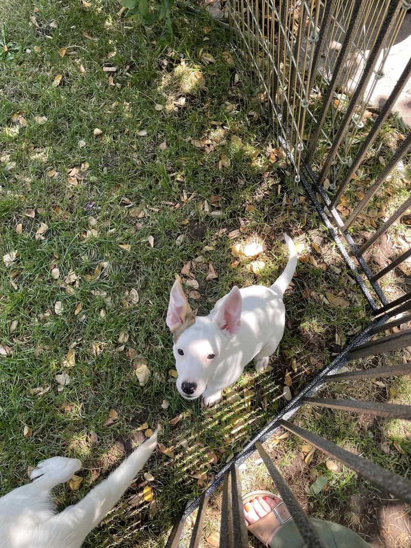 Stella Goldie