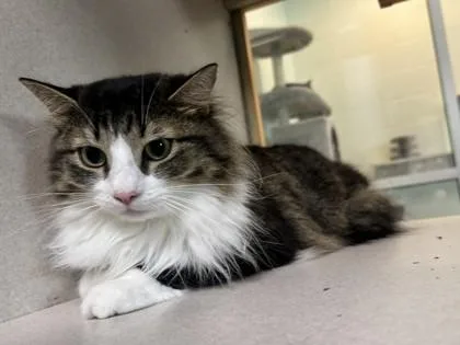 An adult large-sized female Domestic Long Hair cat named Purrdy for adoption in Palm Coast, FL