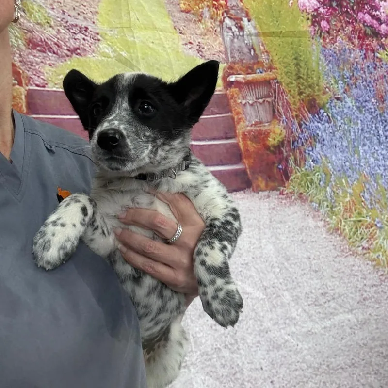 A baby medium-sized female White / Cream Australian Cattle Dog / Blue Heeler dog named Hoka for adoption in Normal, IL