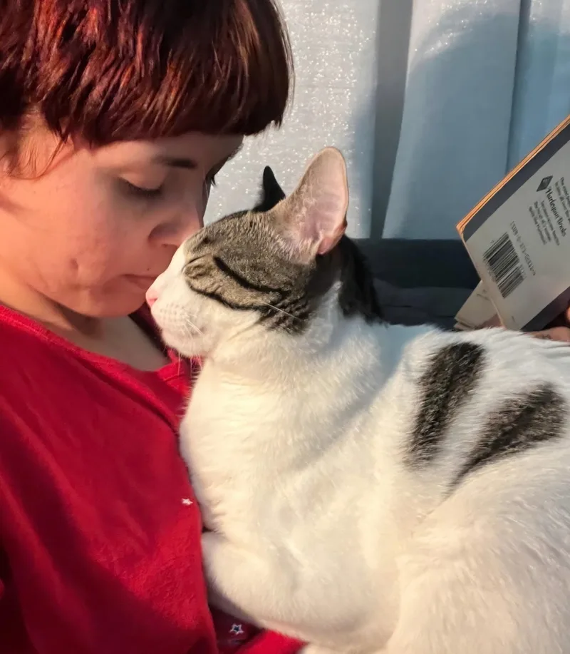 A young large-sized male American Shorthair cat named Moo Moo for adoption in Weston, FL