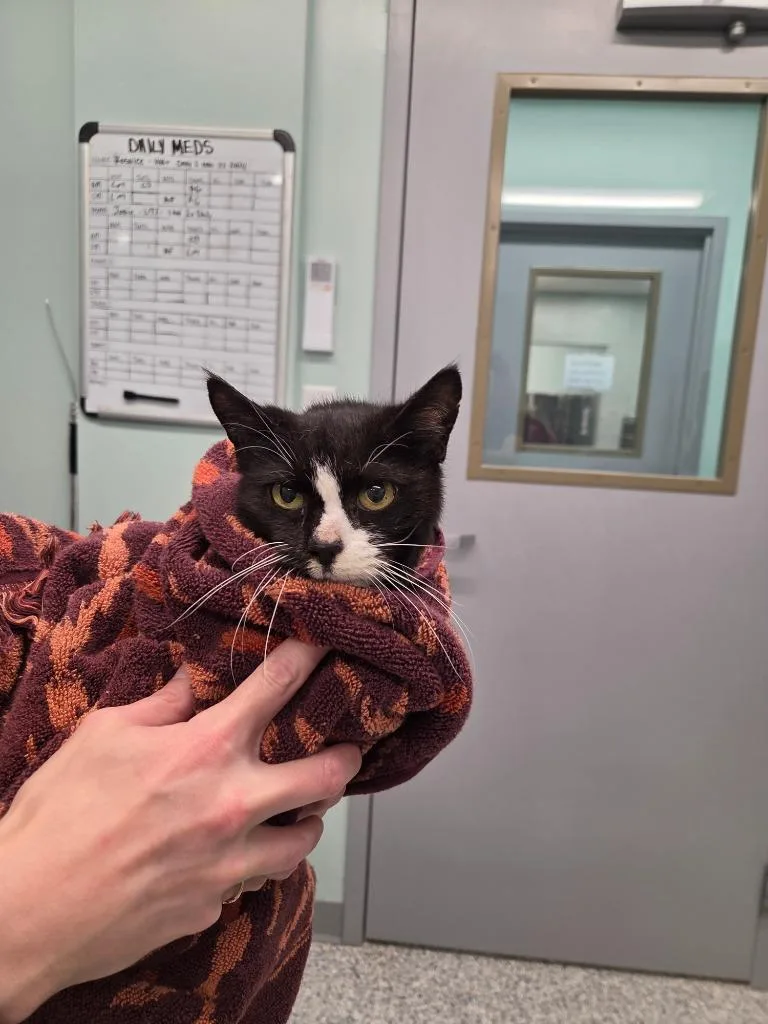 An adult medium-sized female Domestic Short Hair cat named Adelaide for adoption in Athens, TN