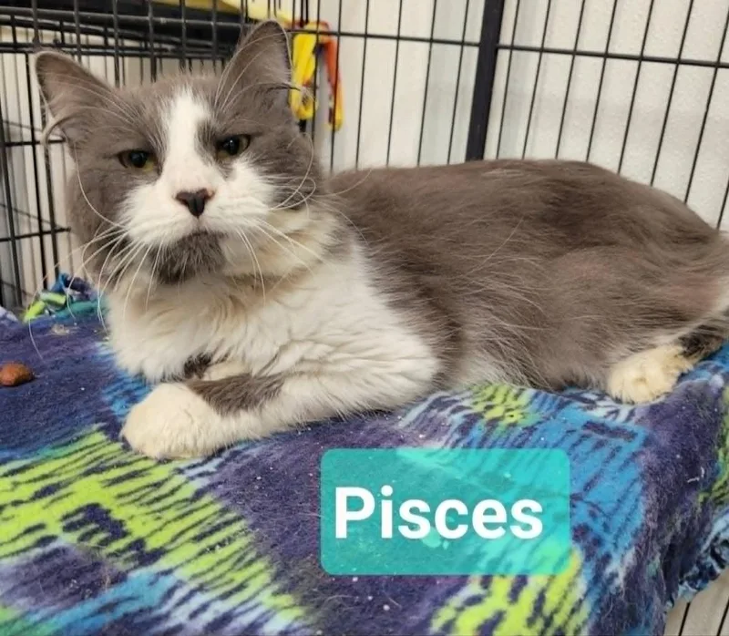 A young medium-sized male Domestic Medium Hair cat named Pisces for adoption in Richmond, IN
