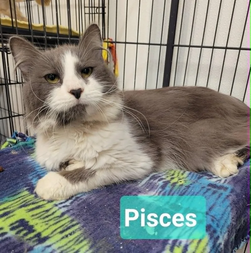 Pisces thumbnail 2