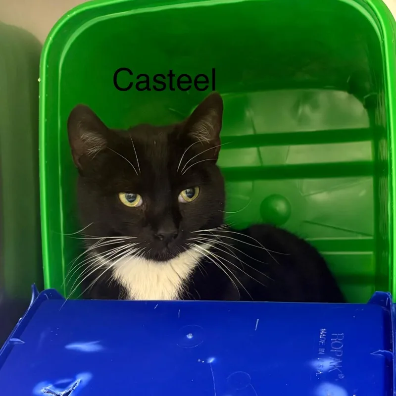 A young small-sized male Black Domestic Short Hair cat named Casteel for adoption in Windsor, VA