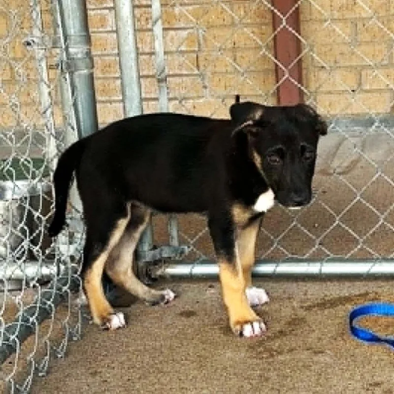A baby small-sized female Black Shepherd dog named Blossum for adoption in Austin, TX