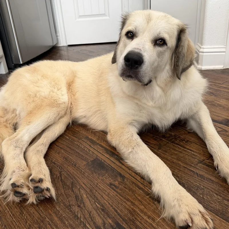 An adult large-sized female Great Pyrenees dog named Venus for adoption in Krum, TX