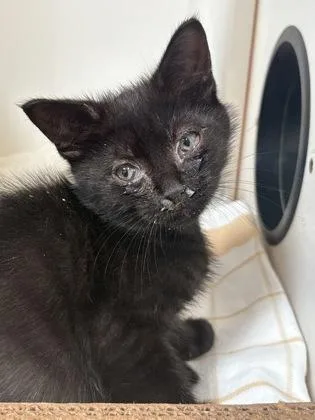 A baby small-sized male Domestic Short Hair cat named Rasmodius for adoption in Fairfax, VA