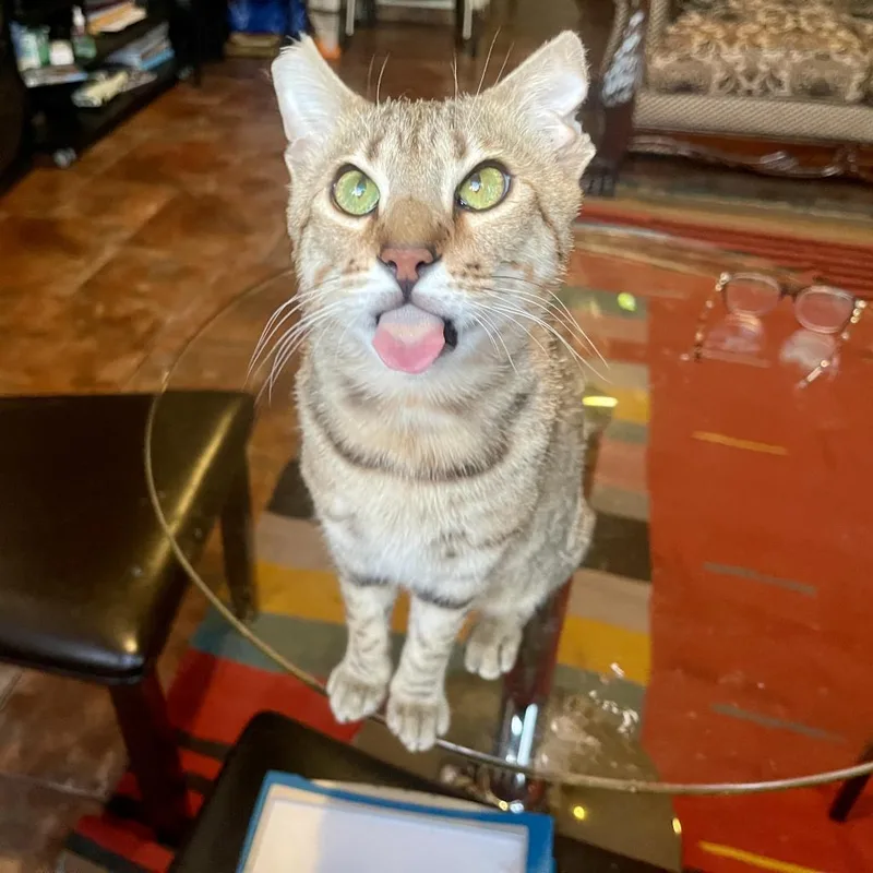 Elegante thumbnail 2