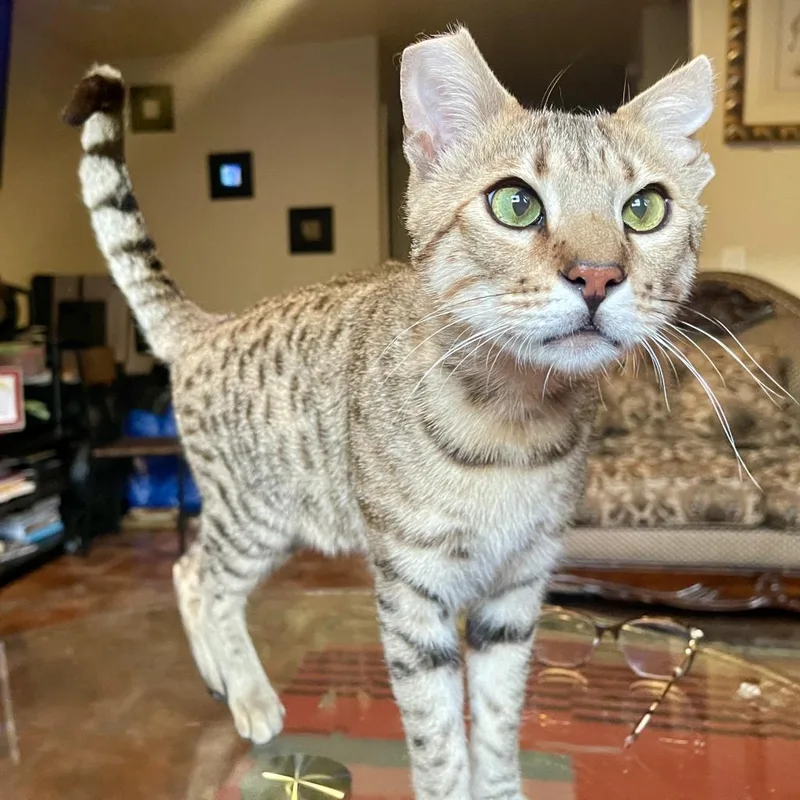 Elegante thumbnail 3